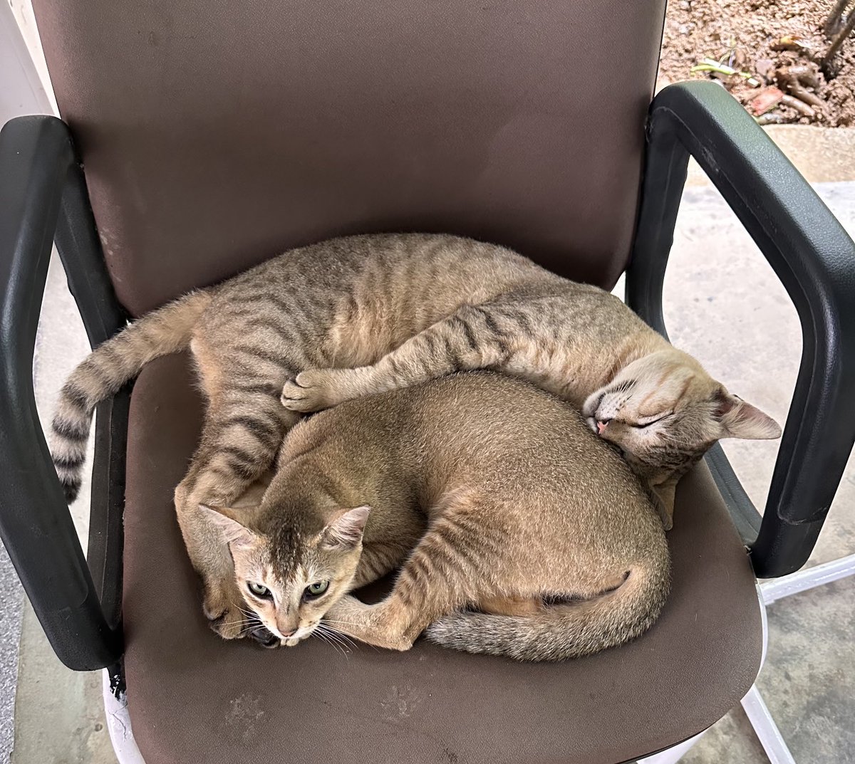 Mrinal_MLA's tweet photo. #MyCats in a #RainyDay .
#Love #Affection #Family 
#Compassion 
#belongingness
#peace in company https://t.co/fCUKVf6nB5