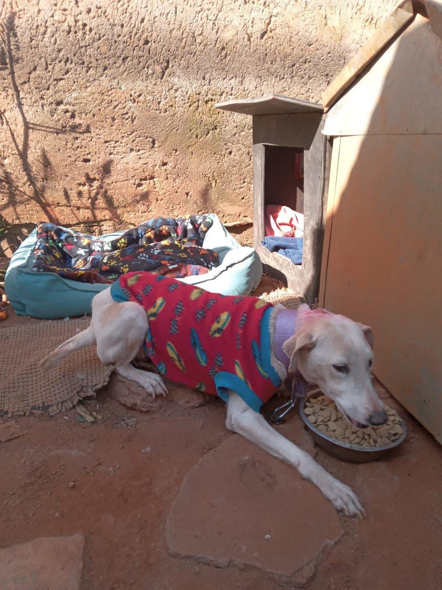 TheDogsTrust's tweet photo. Our sterilisation drive for Rankuwa is on 23 July and we aim to steri 67 males and 67 females in honour of Mandela Day. Each sterilised dog will get a kennel, blanket and bags of food. Please help us by donating food or funds :Dogs Trust Std Bank Account no 061099015 Br 051001 https://t.co/usG5Dolkuz