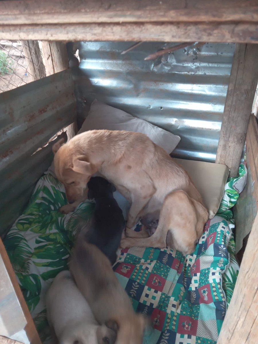 TheDogsTrust's tweet photo. Our sterilisation drive for Rankuwa is on 23 July and we aim to steri 67 males and 67 females in honour of Mandela Day. Each sterilised dog will get a kennel, blanket and bags of food. Please help us by donating food or funds :Dogs Trust Std Bank Account no 061099015 Br 051001 https://t.co/usG5Dolkuz