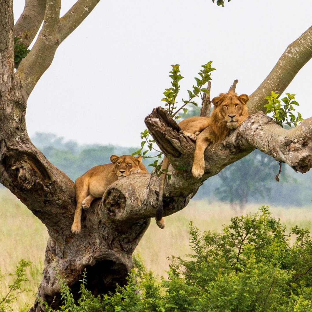 Queen Elizabeth National Park is popular for its big game and the enormous birding and photography opportunities.

To know more in detail visit us @ gorillatrips.net/uganda-tours-a…

Call / WhatsApp +256-775-564060

￼info@gorillatrips.net

 #uganda #queenelizabethnationalpark #Wildlife