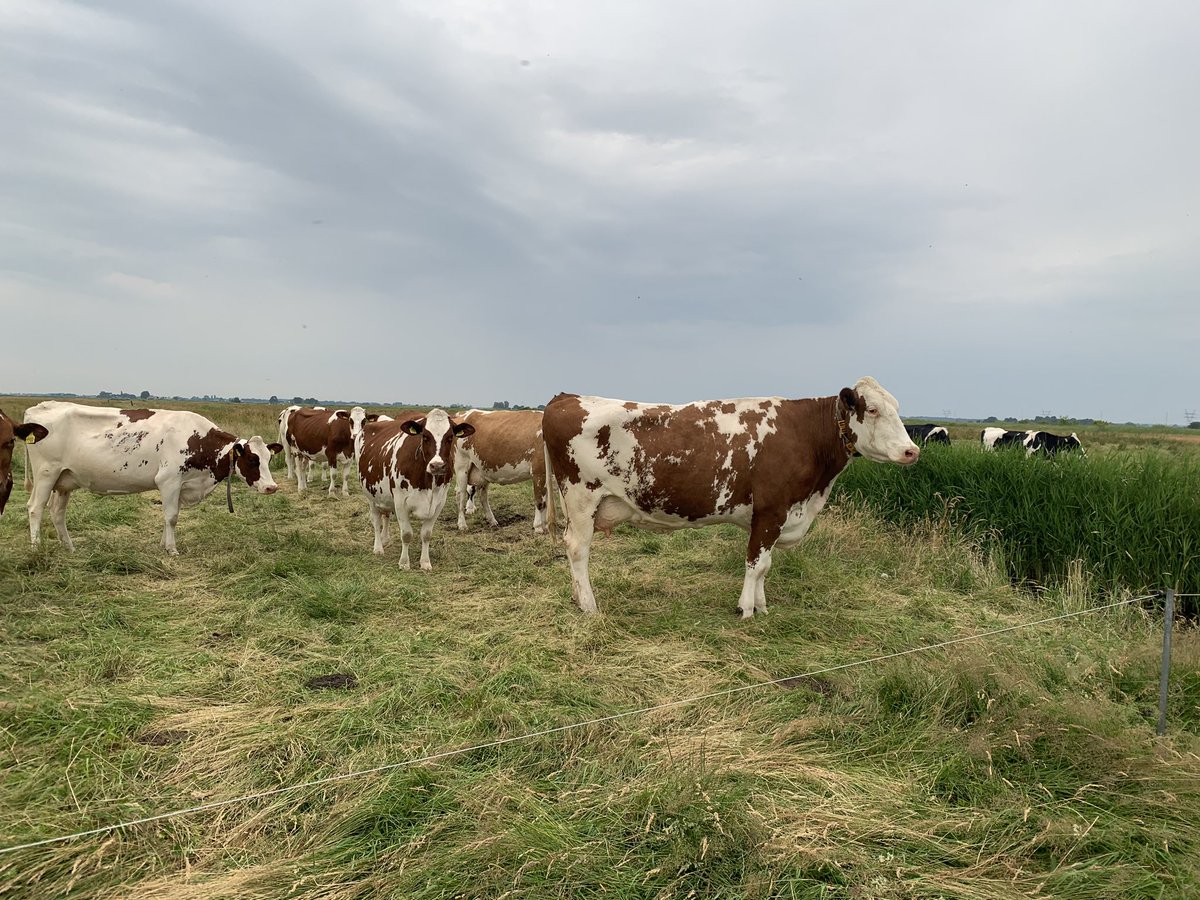 #TweetEenKoe iedere dag.
Dit is Ouwe Reus, je kunt wel zien waarom. 
#onzeboerderij #beheersland #koeien #fleckvieh x #holstein #drogekoe #indenatuur #zomerweide