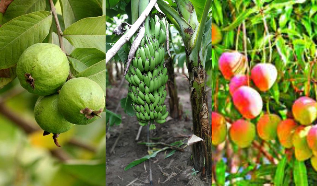 Gujarat govt allocates ₹45 crore to promote Guava, Mango, and Banana farming