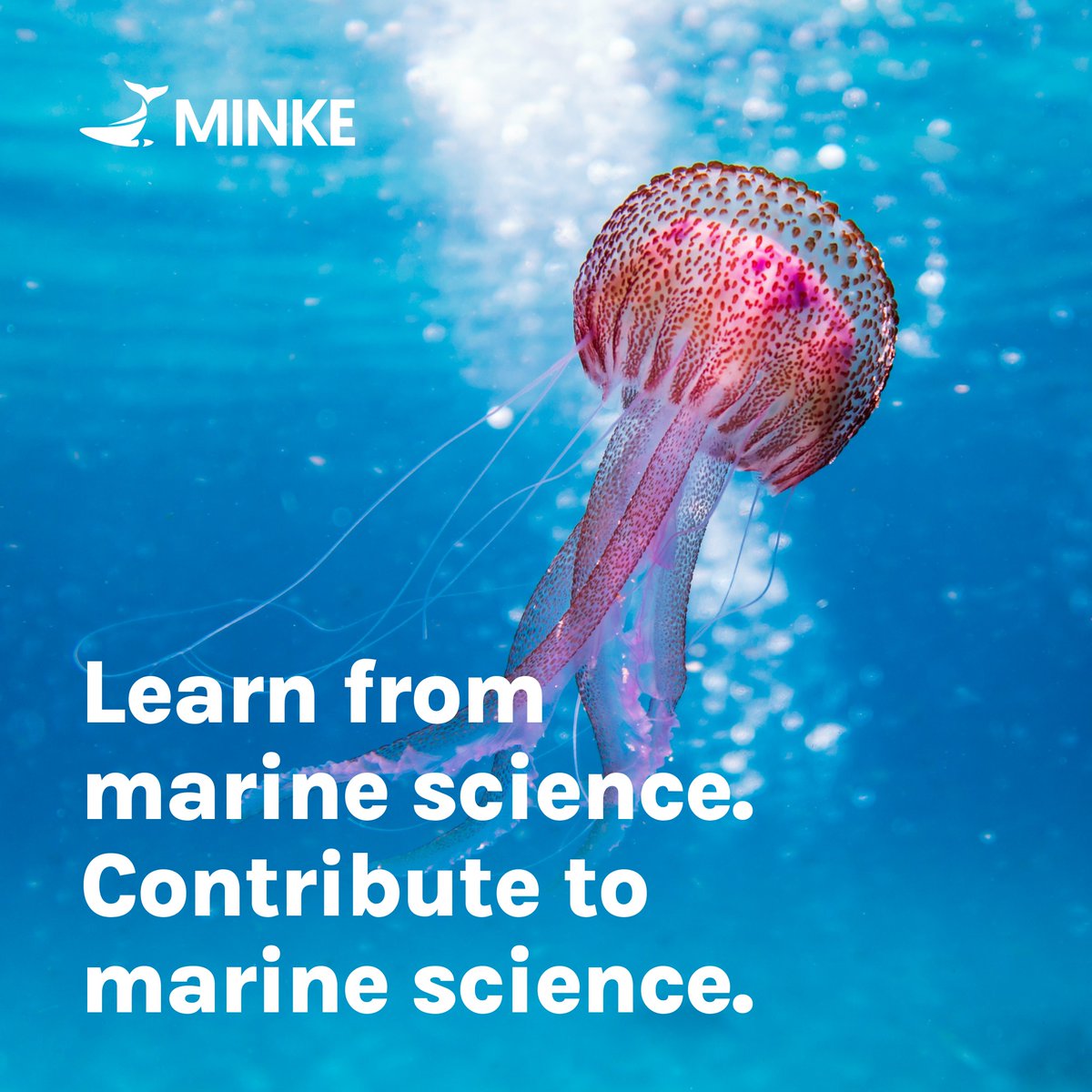 🐬Citizen participation is essential for MINKE to improve the quality of available information on marine systems. Join in: 👉🏼@SmartCitizenKit to monitor air and water quality 👉🏼@MinkaSDG to monitor marine biodiversity Find out more on our website! ➡️minke.eu/services/virtu…