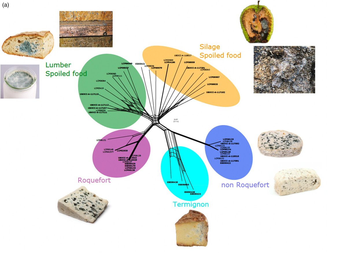 A new cheese population of Penicillium roqueforti in non-inoculated blue cheeses, and adaptation of the five populations to their ecological niches (cheese, silage, spoiled food)
onlinelibrary.wiley.com/doi/full/10.11…