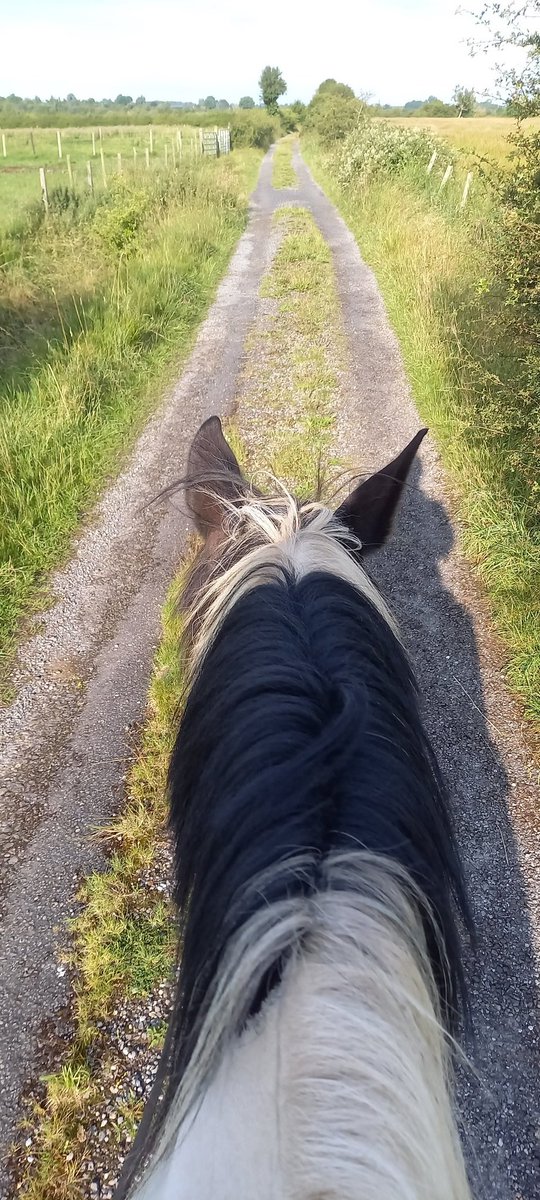 The Irish Horse Life tweet media