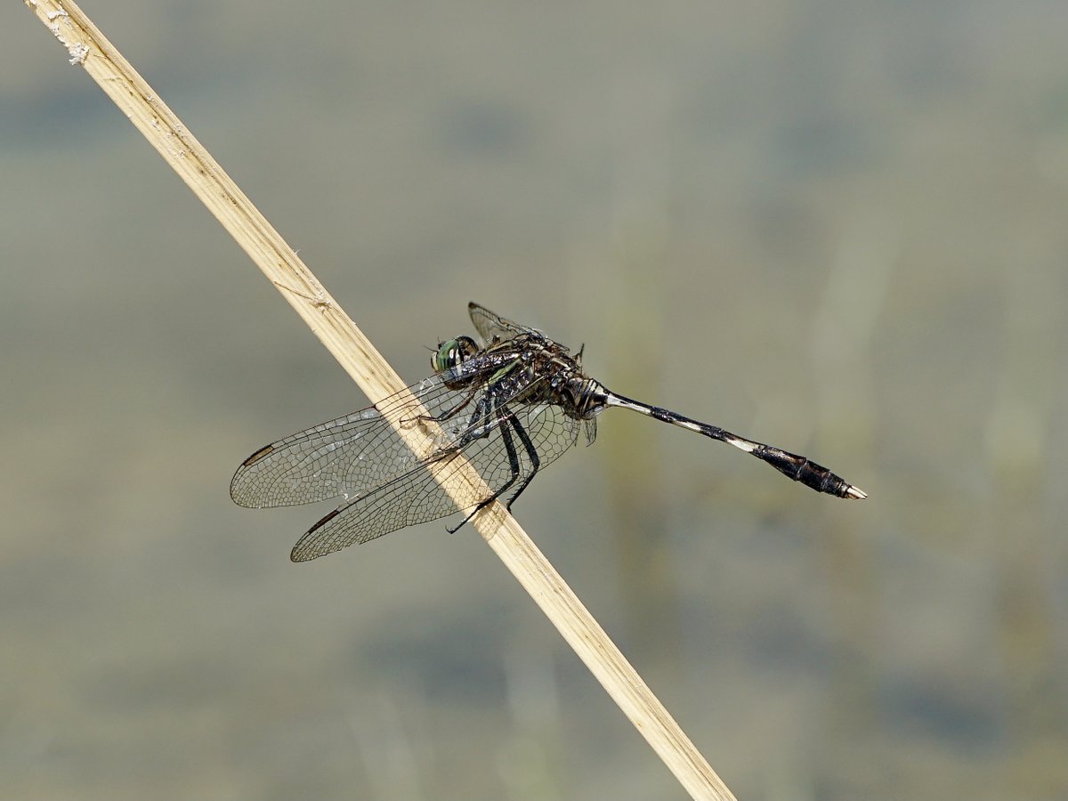 thomas_buechner's tweet photo. #Orthetrum sabina
Schlanker #Blaupfeil
Slender #Skimmer
Cyprus 2023-07-01
#Libellen
#Dragonflies
#Libellulidae
#ICO2023 https://t.co/LohwkkYJts