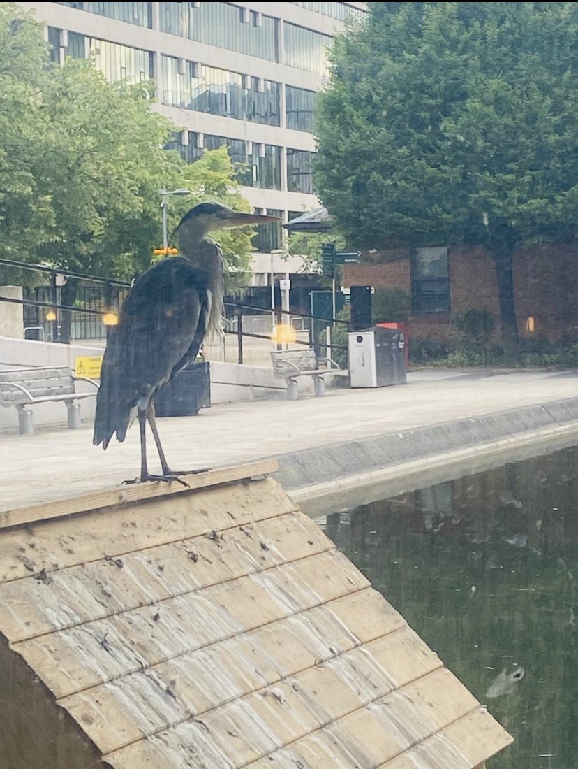 Morning hooomans 

Back on duck sitting duties. 🦆🦆🦆

Literally.
