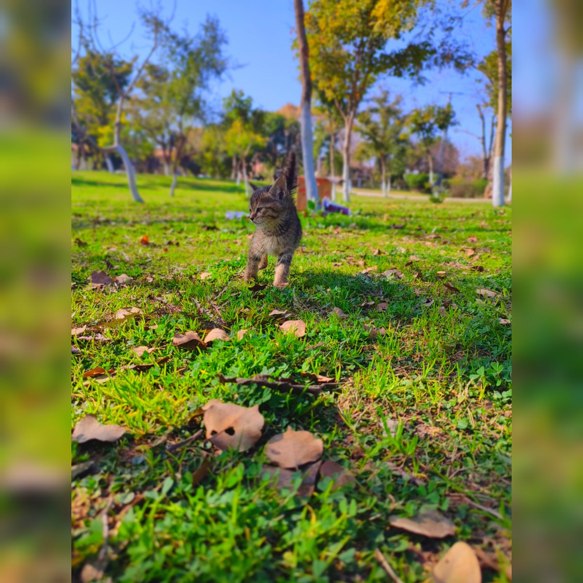 Kittens__Cats_'s tweet photo. #mood #walk #Twitter #like #orages https://t.co/paTdPZNefB