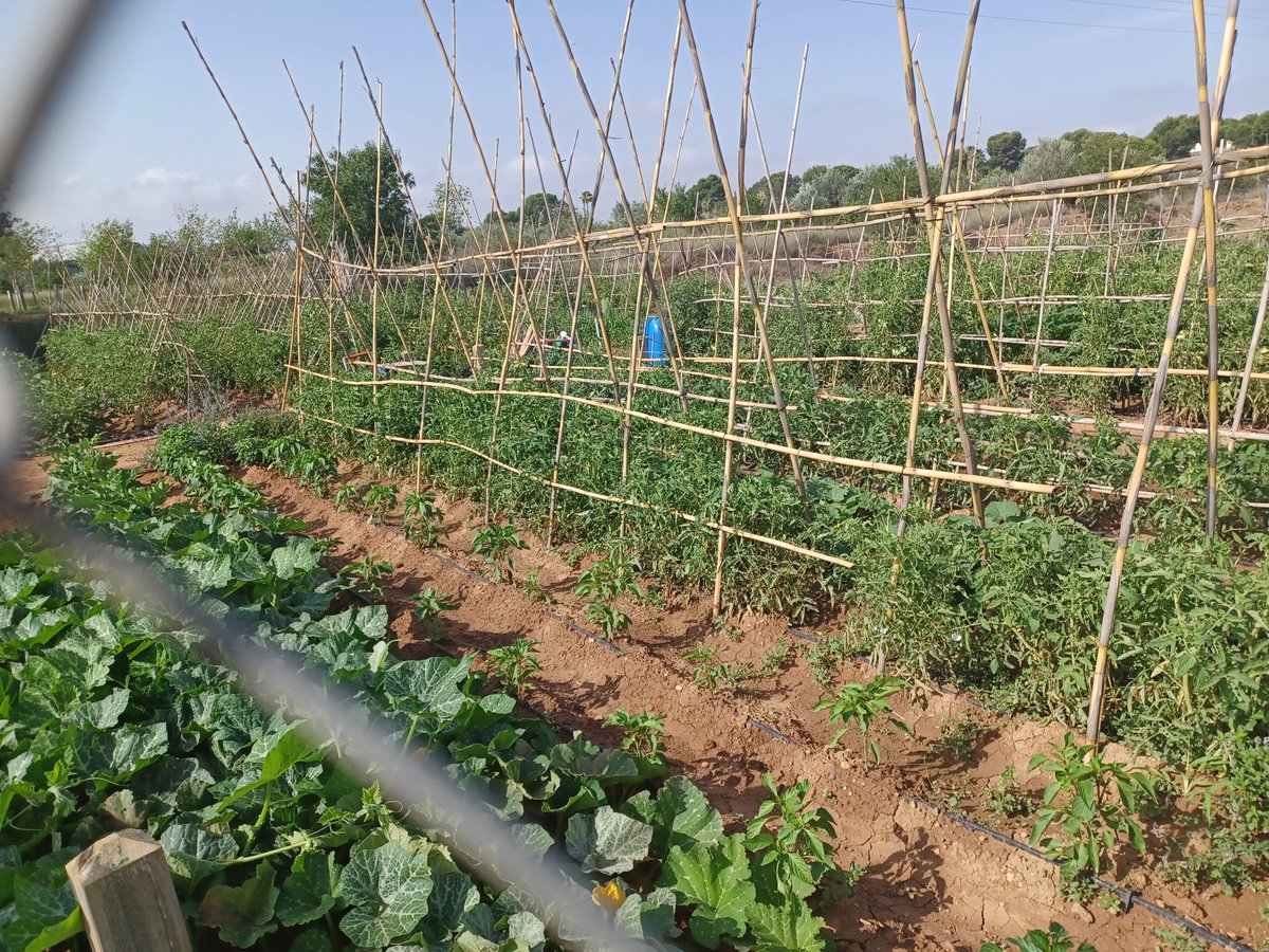 ElRall's tweet image. 🏕️Quines activitats mediambientals s’organitzen al nostre territori durant l’estiu? En descobrim algunes des de #lEliana, #Petrer i  #Alzira!