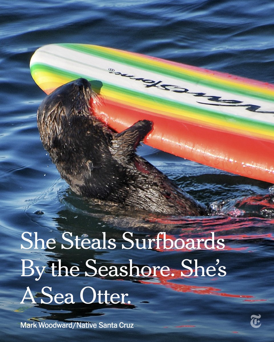 nytimes's tweet image. Surfers in Santa Cruz, California, have been victims of a crime at sea: boardjacking. The culprit is a 5-year-old sea otter, who has a knack for riding the waves after committing longboard larceny. Now wildlife officials are hoping to apprehend her. 🦦
nyti.ms/3XP8KLN