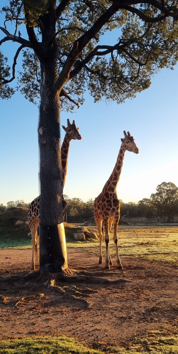 Tania aka Wednesday tweet media