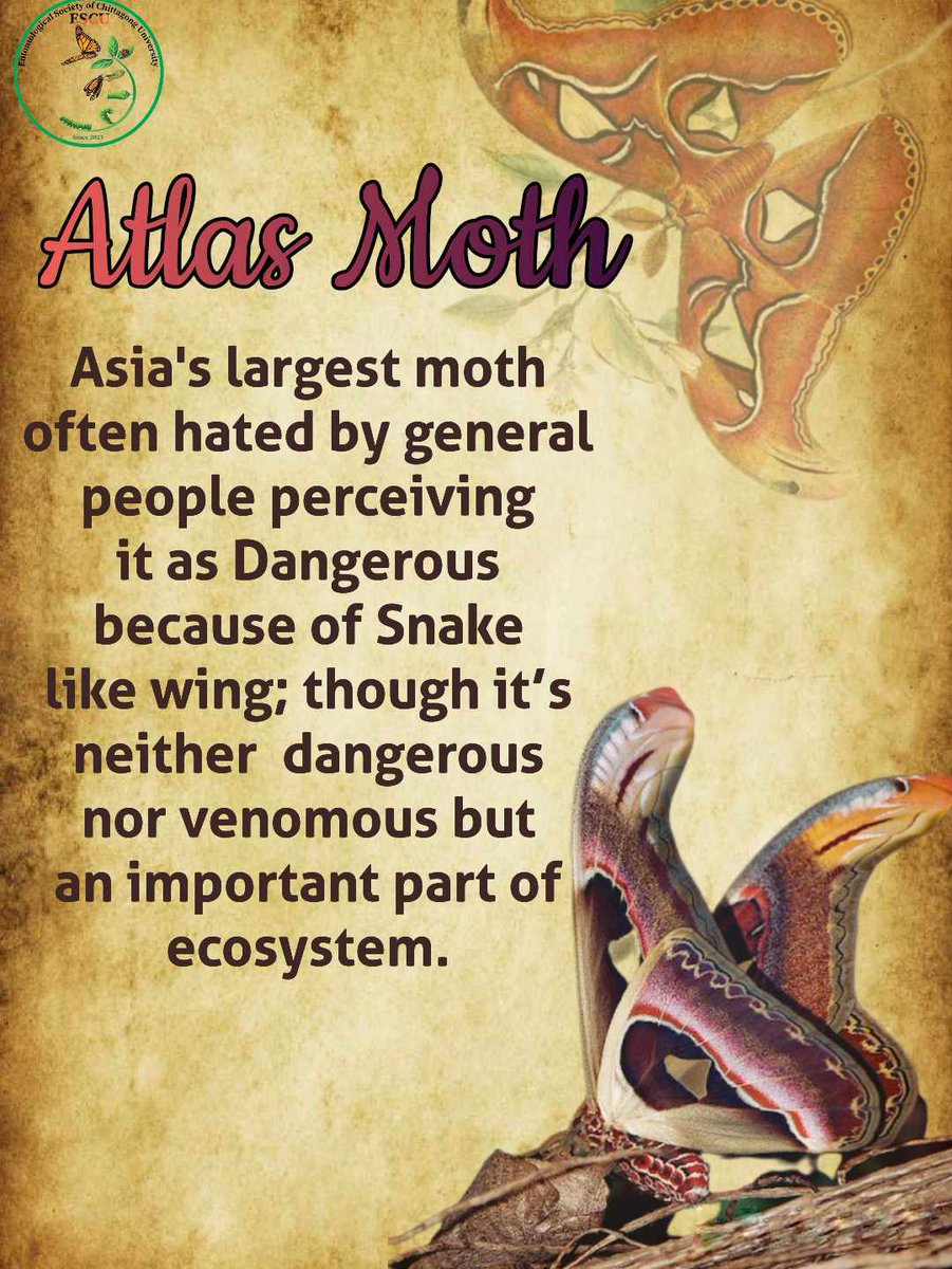 escu2023's tweet photo. Did you know about the fact? 🤔
#ESCU #CU #Bangladesh #moths https://t.co/FeYDopeN20