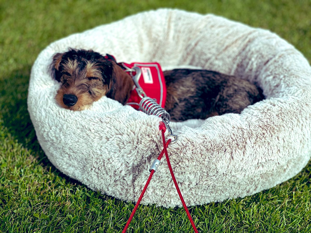 Little announcement…. Cornish contingent of the #Sausagearmy has a new recruit request - Olive, enjoying the Bambi Tour!