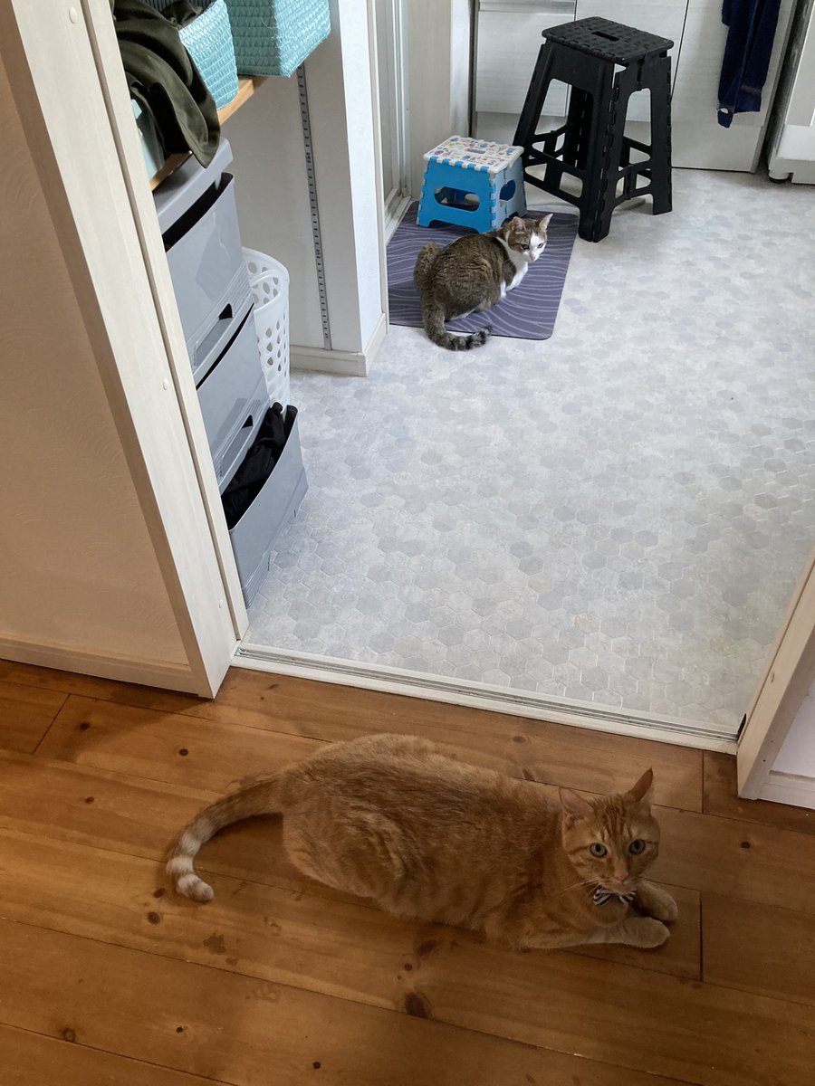猫が落ちる季節ですね