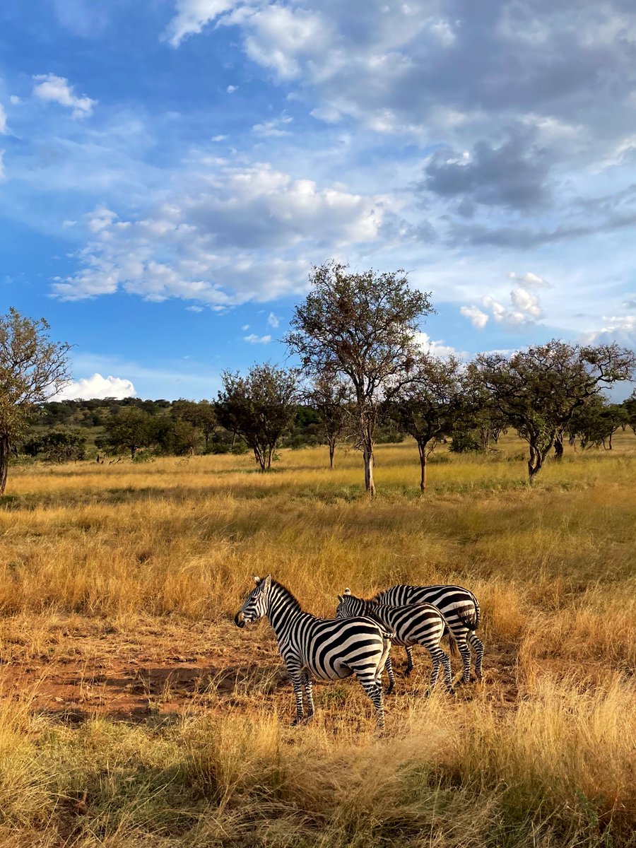 Cristiana Strava tweet media