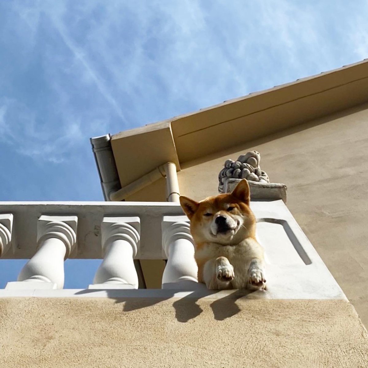 ⚠️ 🐾 Gibraltar Vet Mark Pizarro is urging pet owners to take care in the heat. His advice is to keep them indoors with plenty of water available. He warns that running with dogs is potentially life threatening. He says they cannot regulate their temperatures like we do. 🐾 ⚠️