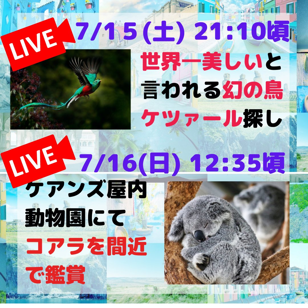Onlinetaiken's tweet photo. \開催まであと3⃣日✨/無料で参加できるチャンスも👩‍💻
動物たちもたくさん登場します🍀
日本から中国に戻ったパンダ🐼の今は？
幻の鳥ケツァール🦜探し、癒しのコアラ🐨も！
リベンジ企画ヌーの大移動の行方は？
タイムテーブル公開中🗓入退出は何度でもOK👌
📅7/15（土）19時～
https://t.co/0zzLB2lG22 https://t.co/fGsTqB9fCB