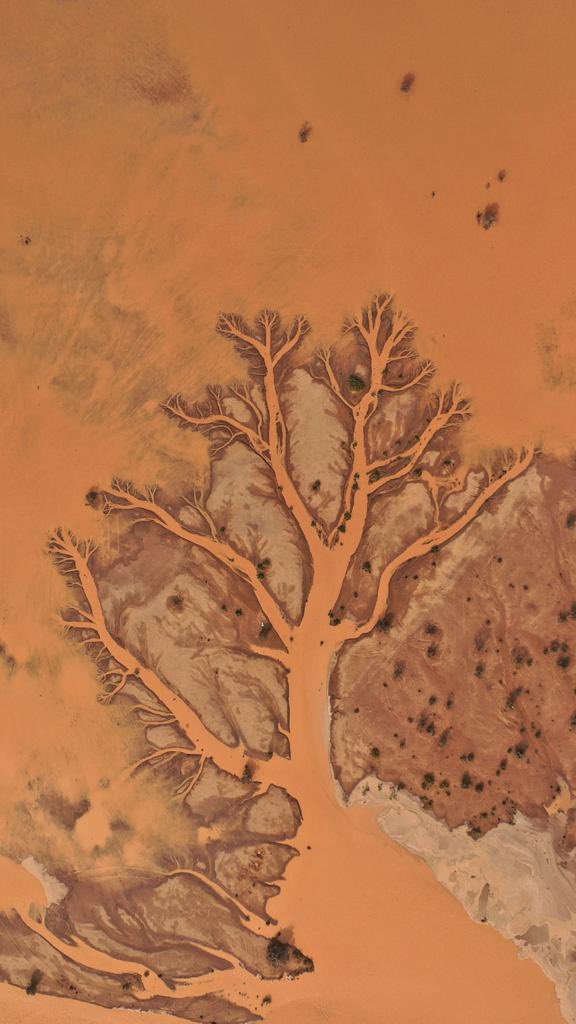 مالك الروقي tweet media