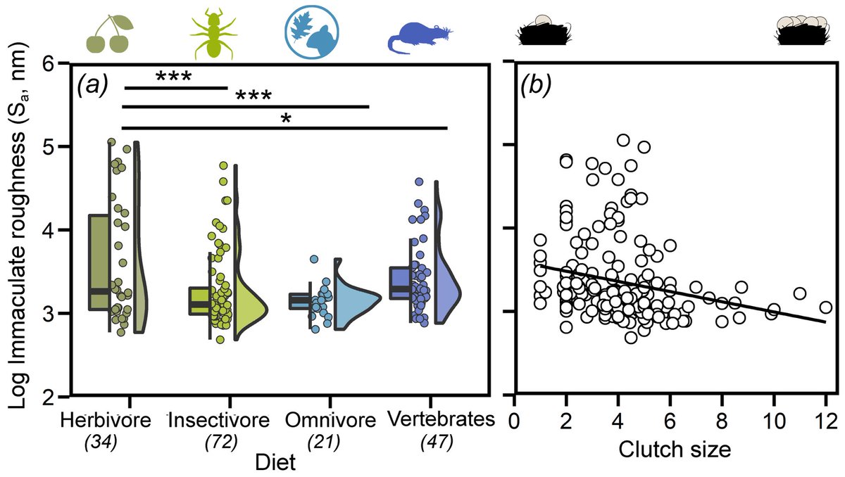 Steve Portugal (@sjportugal1979) on Twitter photo Our new paper is out today in <a href="/RSocPublishing/">Royal Society Publishing</a> Interface journal (<a href="/MarieRAttard/">Marie Attard</a> <a href="/bowen_james/">🇪🇺 James Bowen 🇪🇺</a> <a href="/GroupBowen/">Bowen Research Group</a>). All about eggshell surface texture. Paper link ⬇️. Thank you <a href="/LeverhulmeTrust/">The Leverhulme Trust</a> for funding, & <a href="/NHM_Oology/">NHM Oology</a> <a href="/NHM_Tring/">NHM at Tring</a> for samples! #birds #ornithology <a href="/RHULBioSci/">RHUL Biology</a> <a href="/RHULScience/">RoyalHollowayScience</a> Our new paper is out today in <a href="/RSocPublishing/">Royal Society Publishing</a> Interface journal (<a href="/MarieRAttard/">Marie Attard</a> <a href="/bowen_james/">🇪🇺 James Bowen 🇪🇺</a> <a href="/GroupBowen/">Bowen Research Group</a>). All about eggshell surface texture. Paper link ⬇️. Thank you <a href="/LeverhulmeTrust/">The Leverhulme Trust</a> for funding, & <a href="/NHM_Oology/">NHM Oology</a> <a href="/NHM_Tring/">NHM at Tring</a> for samples! #birds #ornithology <a href="/RHULBioSci/">RHUL Biology</a> <a href="/RHULScience/">RoyalHollowayScience</a>
