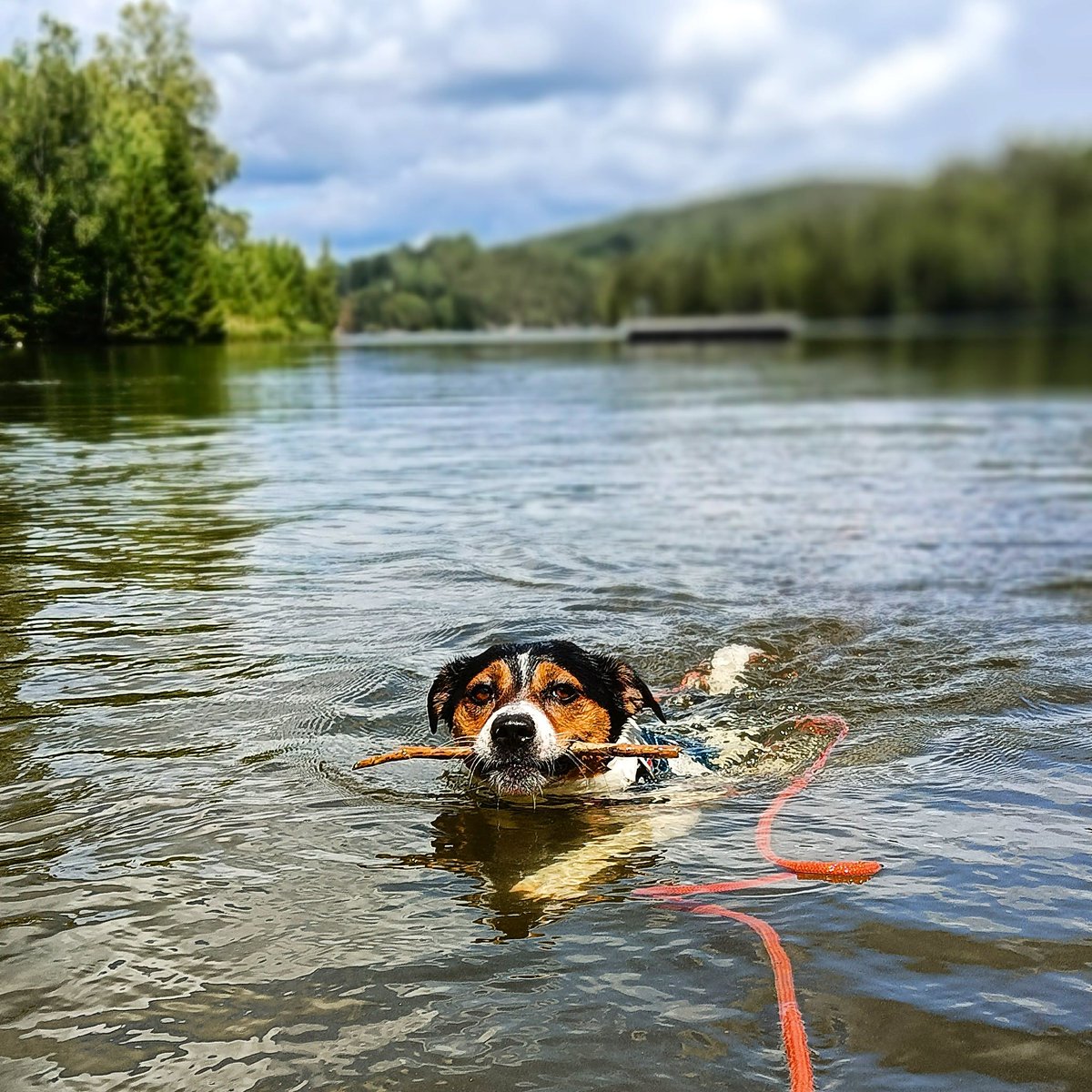 Maren Østbø tweet media