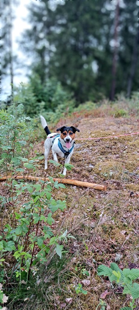Maren Østbø tweet media