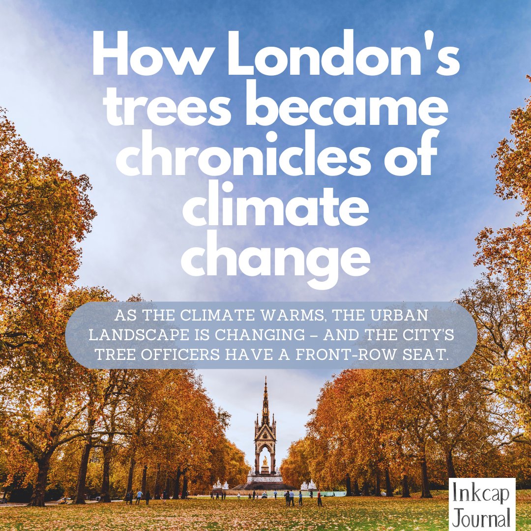 inkcapjournal's tweet photo. Tree officer Simon Ffoulkes has spent four decades working with trees. In that time, he has witnessed the impacts of climate change up close.

In our latest feature, @yannicrack looks at the toll of warmer drier weather on the urban forest.

Read more: https://t.co/k4xDWOJwYX https://t.co/glWw1onal8