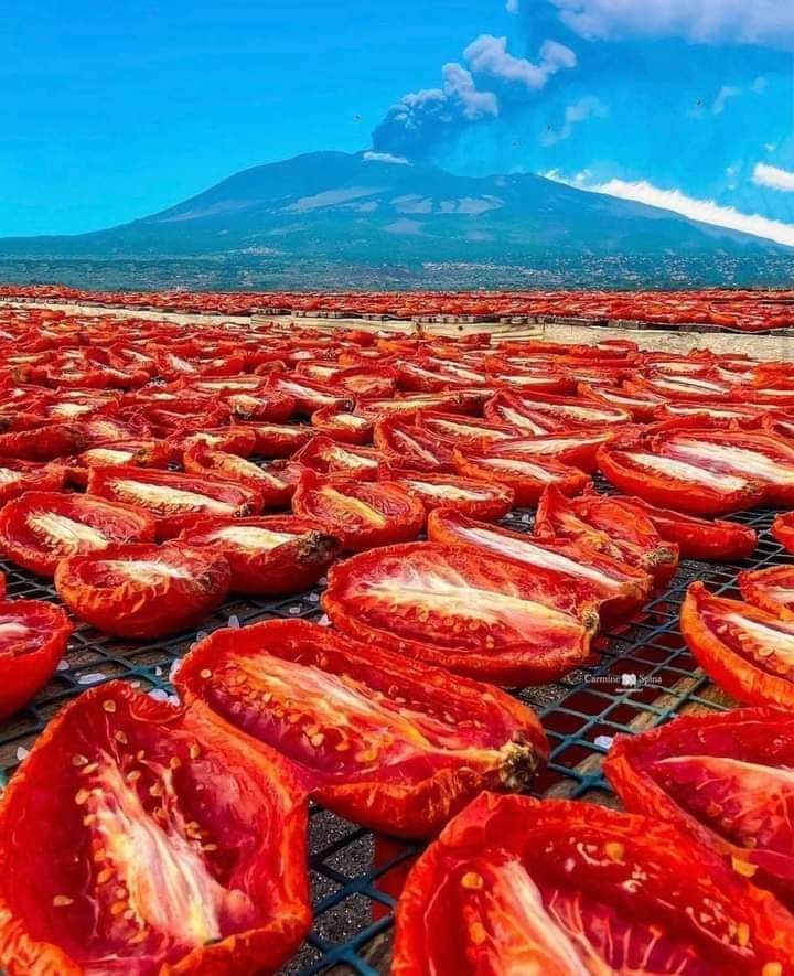 ModernAgUpdates's tweet image. Tomatoes value addition! 
#drying  increase their shelf life.