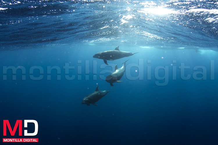 Montilla Digital tweet media