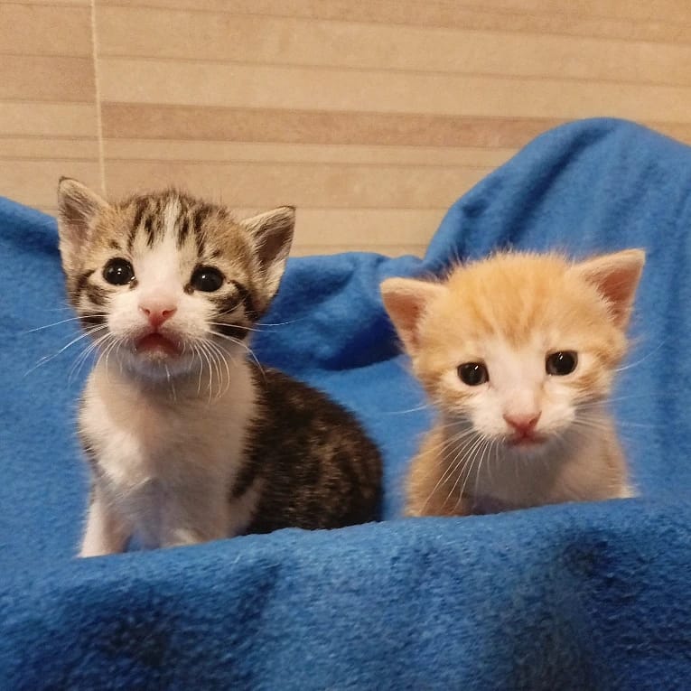 ElSindigato2021's tweet photo. Qué es lo primero que piensas cuando ves estas imágenes?
Seguro que es un "ooooh!" ❤️
Sí, nuestros #gatitos CSI te dejan con la boca abierta y acto seguido, cara de bob@ 🤗
Son Horatio y Grissom, buscan hogar🏠
#Valencia contacto Silvia 625 12 55 78
#AdoptaNoCompres #gatito https://t.co/izcroBYVjT