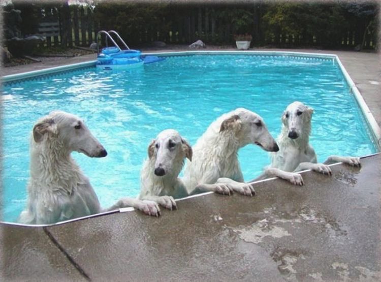 borzoi facts borzoi facts borzoi facts borzoi fact tweet media