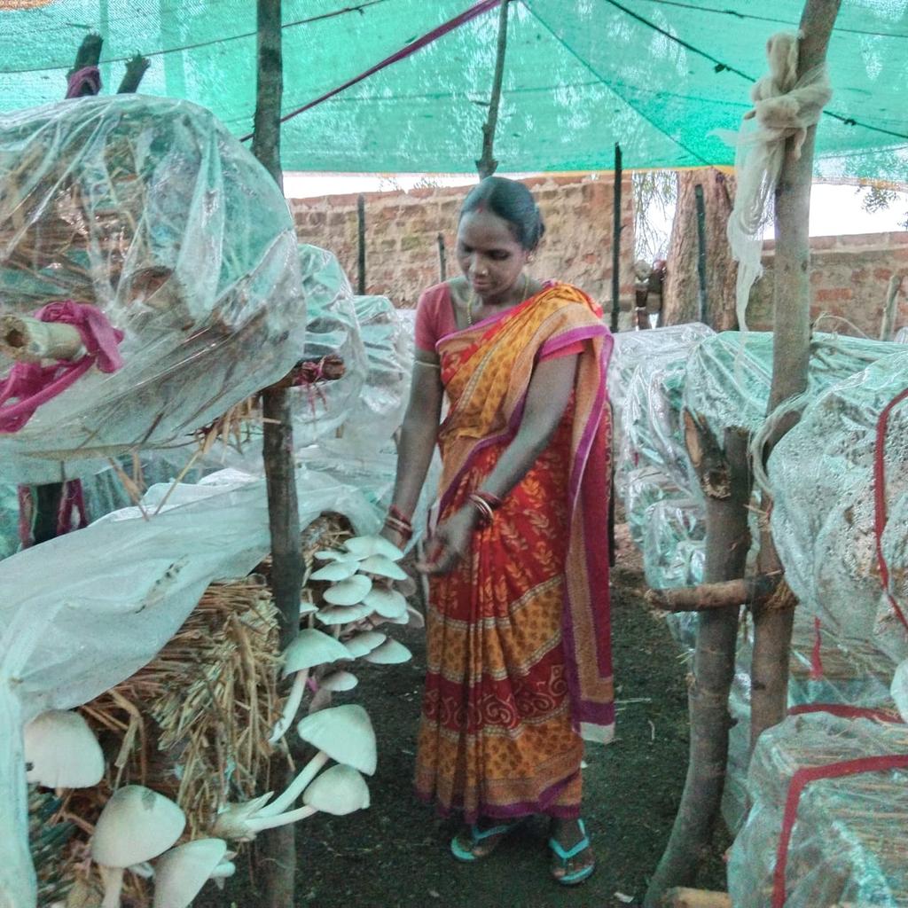 DfoSundargarh's tweet photo. 1st production of Mushroom of Kaveri SHG of Sanpatrapali VSS in Ujalpur FMU. Today the SHG members harvested 3.8 kg paddy straw mushroom and sold it @ Rs.320 per kg.

#MushroomCultivation
#LivelihoodGeneration 
@CMO_Odisha @ForestDeptt @pccfodisha @GramSamriddhi @pradeepmirase https://t.co/AmCQBjkvpo