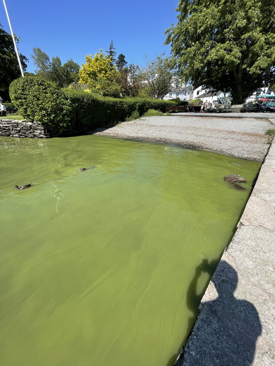 This is how a lake should and shouldn’t look. 

Both lakes are:
- glacially formed ✅
- over 10km in length ✅
- split into 2 basins ✅
- large populations plus tourism industries ✅

The difference? Lake Annecy has no sewage discharged it.  Blog here ⬇️

savewindermere.com/news/how-do-we…