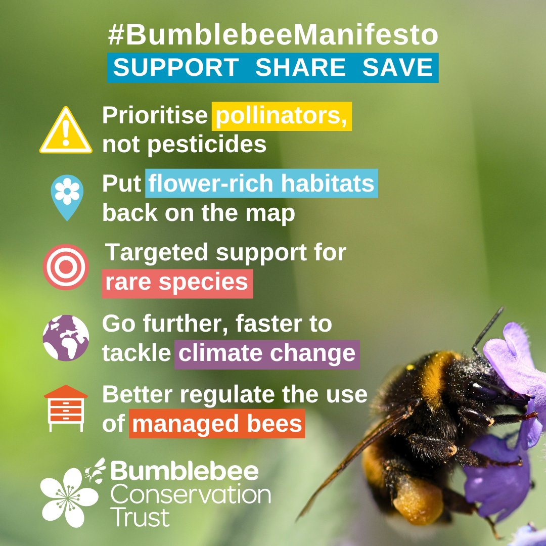 If bumblebees could vote, what would they ask governments to prioritise? 🤔 Our #BumblebeeManifesto gives bumblebees a political voice by bringing the key actions they need to the attention of political parties and voters 🐝 📝 bumblebeeconservation.org/a-manifesto-fo… #BeesNeedsWeek 1/7