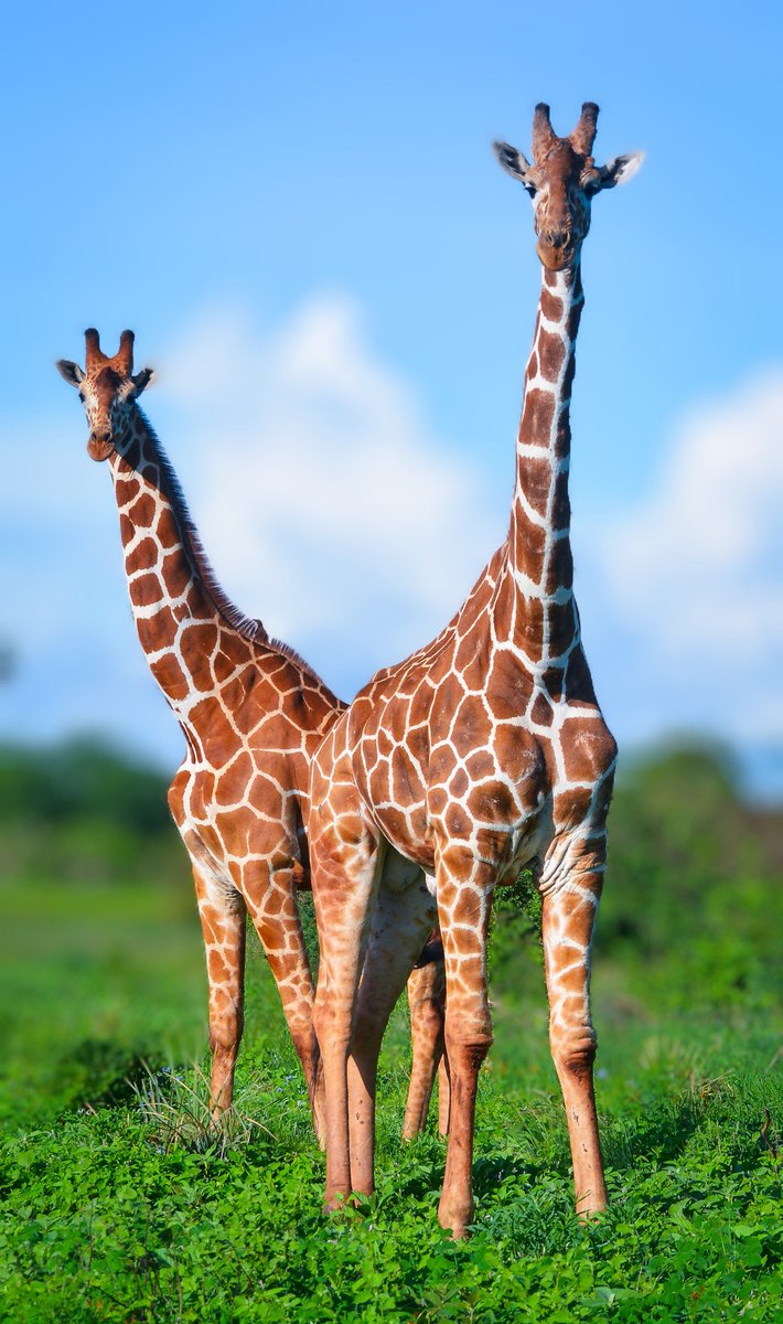 FeatherQuestAdv's tweet photo. Reticulated Giraffe from Meru National Park.
#travel #nature #wildlife #TwitterNatureCommunity #wildlifephotography #tembeakenya. https://t.co/WUCS4xXNqC