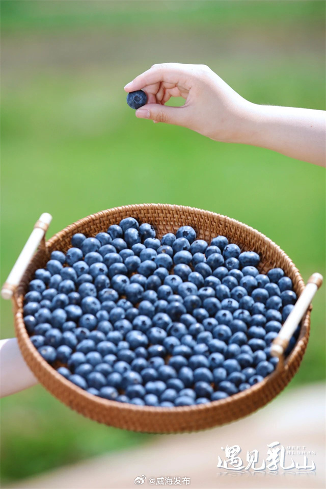 PDChinaLife's tweet photo. Berries in the house! The summer season brings about the best harvest of blueberries ripening in Rushan, east China's Shandong Province. https://t.co/qw9TAqPizA