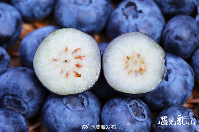 PDChinaLife's tweet photo. Berries in the house! The summer season brings about the best harvest of blueberries ripening in Rushan, east China's Shandong Province. https://t.co/qw9TAqPizA
