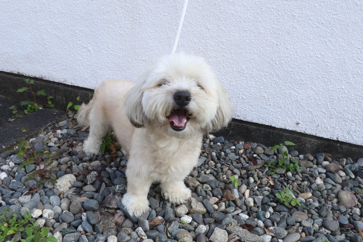 iWaFDUeWUTuqm9L's tweet photo. 迷子のワンちゃんが静岡県磐田市白羽で保護です小型犬なので飼い主は地図内にいます https://t.co/W4r6ZZ8WYf