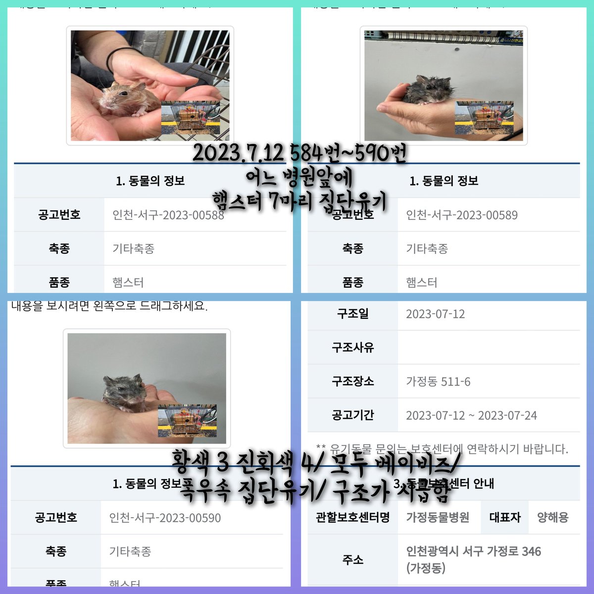 7월12일 인천-서구-2023-00584~590번/
가정동 어느 병원앞에 햄스터 7마리가 집단 유기됨/ 폭우속에 유기된 것으로 추정되며 모두 젖어서 긴급 구조가 시급함/ 중가리안 진회색 4 황색 3 모두 베이비즈/

가정동물병원에서 보호중/ 보호 규정이 유동적인 곳이라  전화필수/
어디든 퍼가주세요