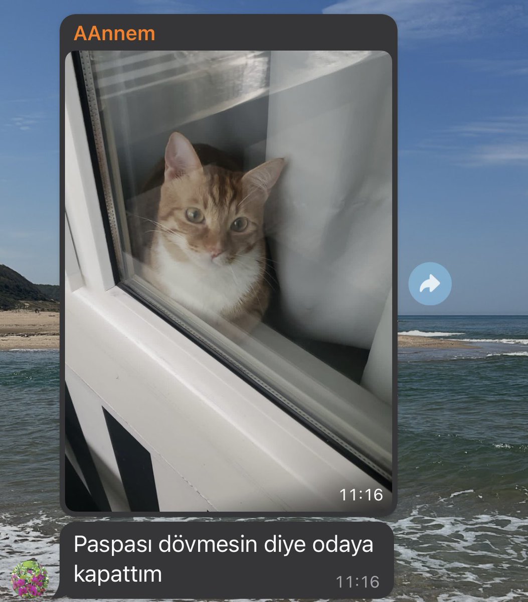 beynimyookk's tweet photo. Paspası dövmesin diye odaya kapatılmış ajjxjxkdkdkskkd https://t.co/qyXxYmD9Ge