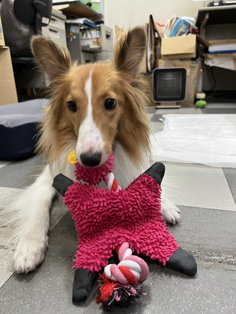 ちょっと過ぎてしまいましたが6月28日で1歳3か月になりました🐶✨

体重9.7kg大きくなりました😊✨
最近は「あそぼ〜」っておもちゃ持って来る笑笑
癒されるなぁ🥰
#シェルティmix 
#パピヨンmix
#犬のいる幸せ