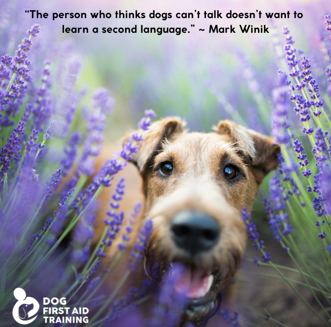 The person who thinks dogs can’t talk doesn’t want to learn a second language - Mark Winik

#DogFirstAid #Oxfordshire #Berkshire #Buckinghamshire #Midlands