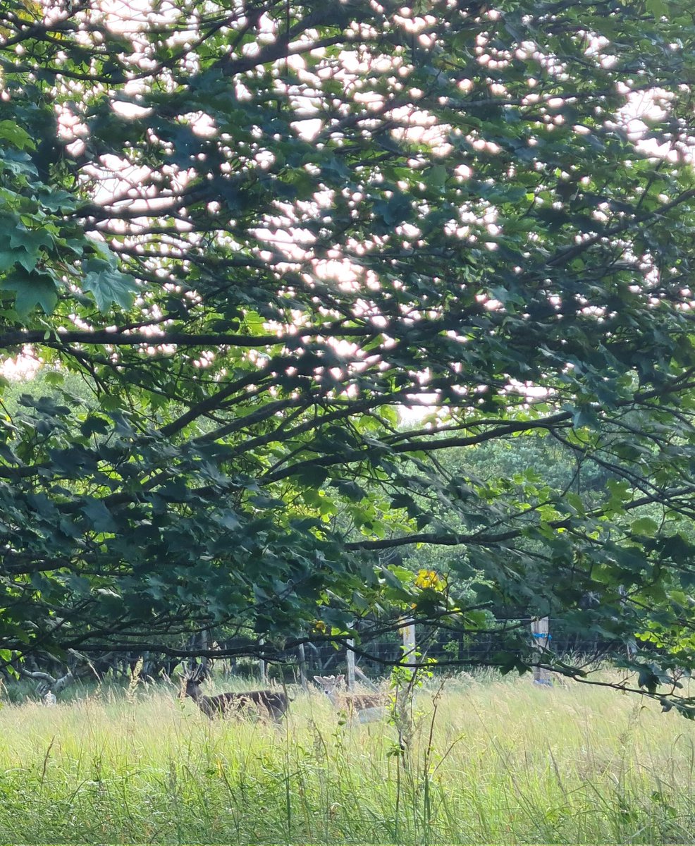 MrsLydiadeetz's tweet photo. Oh deer 🤩 https://t.co/zwMpHP9GEw