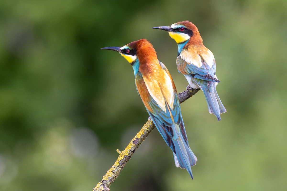 Lovely picture of 2 Bee-eaters uploaded to Birdingplaces.eu by M Chui. If you have visited a birdingplace you can upload your birdpics of the area by clicking on 'Add images' on the bottom of a page. A nice way to share your bird images. Check out Birdingplaces.eu