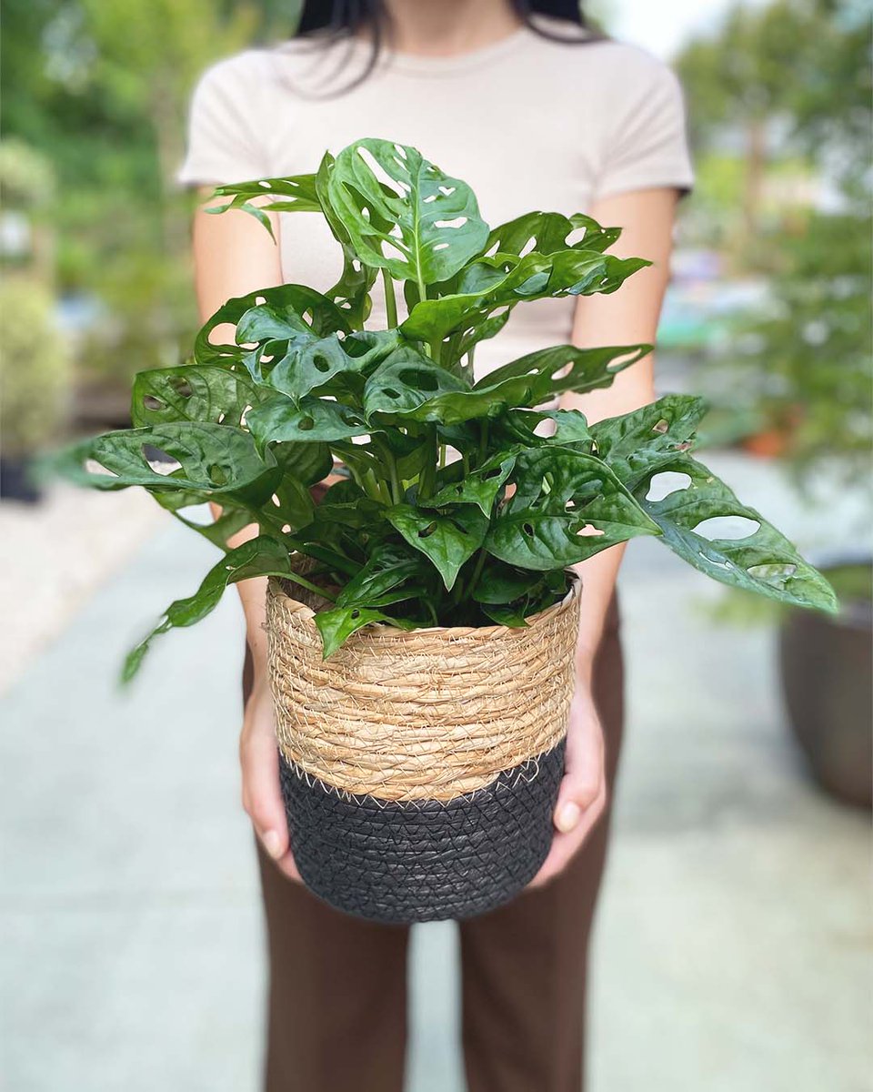 La Monstera Adansonii es una de las reinas de las redes sociales🌿. El dato friki del día es que sus hojas tienen agujeros porque crecen en entornos con mucho viento y para poder aguantarlo sin romperse han desarrollado esta estructura.
#monstera #plantas #decoracion
