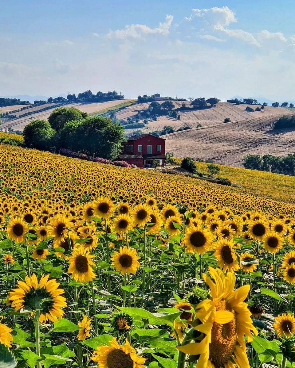 🌻Le colline marchigiane illuminate dai raggianti girasoli... cosa desiderare di più?
Scopri la bellezza delle #Marche tra natura incontaminata, città d'arte e attività per tutta la famiglia
👉 destinazionemarche.it
📷 @danielgaucho6792 Campagna di Jesi e Montalto delle Marche