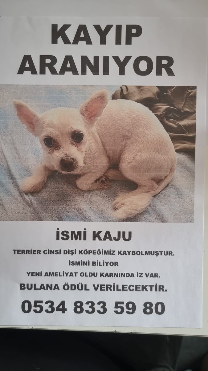 Kurban bayramından bu yana Eyüpte kaybolmuş daha yeni ameliyat olmuş lütfen paylaşım desteği verir misiniz 🙏🏻