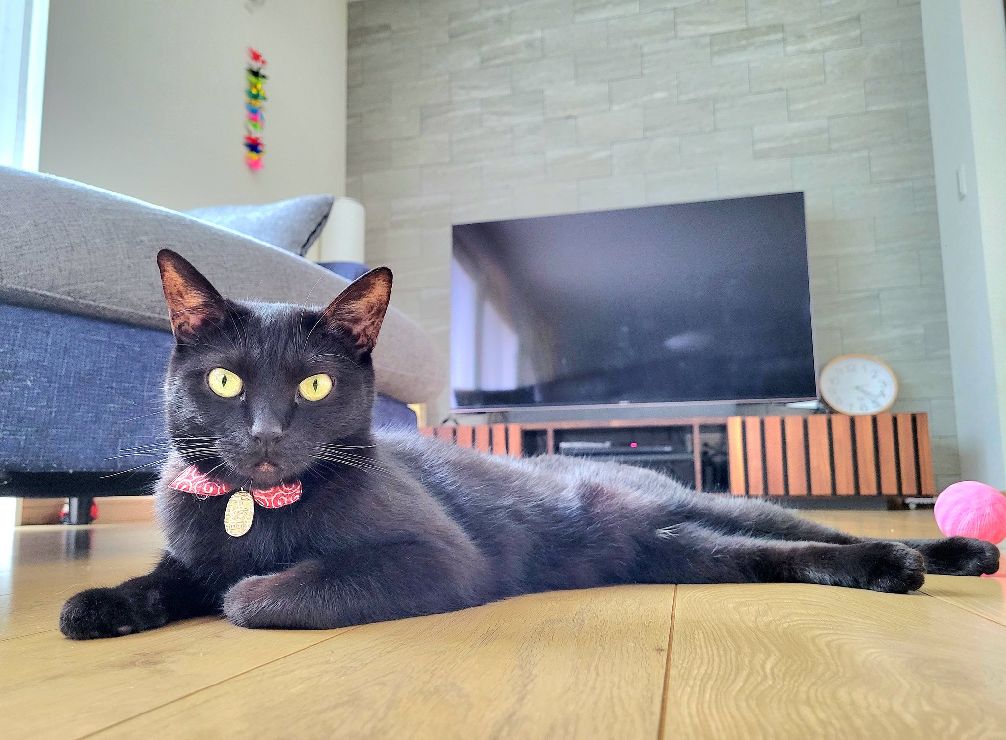 くろねこ 仔猫を拾ったので on X: 