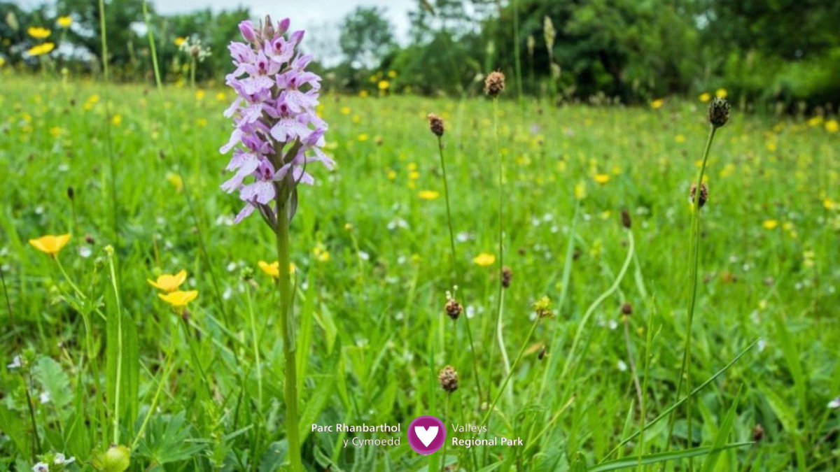 LoveTheValleys's tweet photo. It’s fantastic to see our #DiscoveryGateways providing valuable resources and habitats for all kinds of wildlife — just like @BryngarwPark, boasting six acres of wildflower meadows 🌼🪲 https://t.co/J8dQkbnKvp