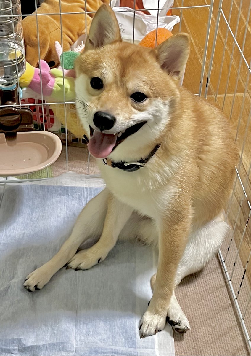 特に呟く話題もないので我が家のｲｯﾇのだらけ切った座り方の写真を共有などする
この時散歩後か何かでちょっと顔が疲れてるけど可愛いねえ…🥰(親ばか)