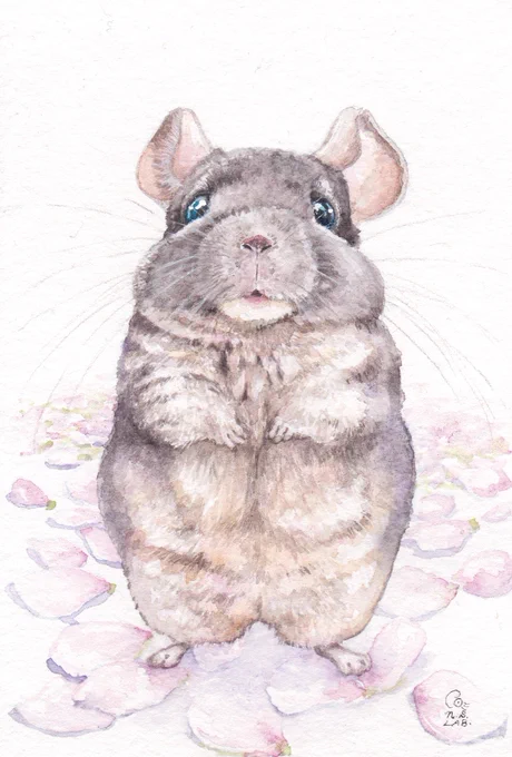 水彩で描いたチンチラ、アデリーペンギンの親子、フィクション・ドードーです。スペースがないため額装なしでの販売となっておりますが、希望がありましたら額装のご相談もしておりますのでどうぞ。EフロアのE-28にノーチのしっぽ研究所のブースがあります #博物ふぇす  #水彩画 